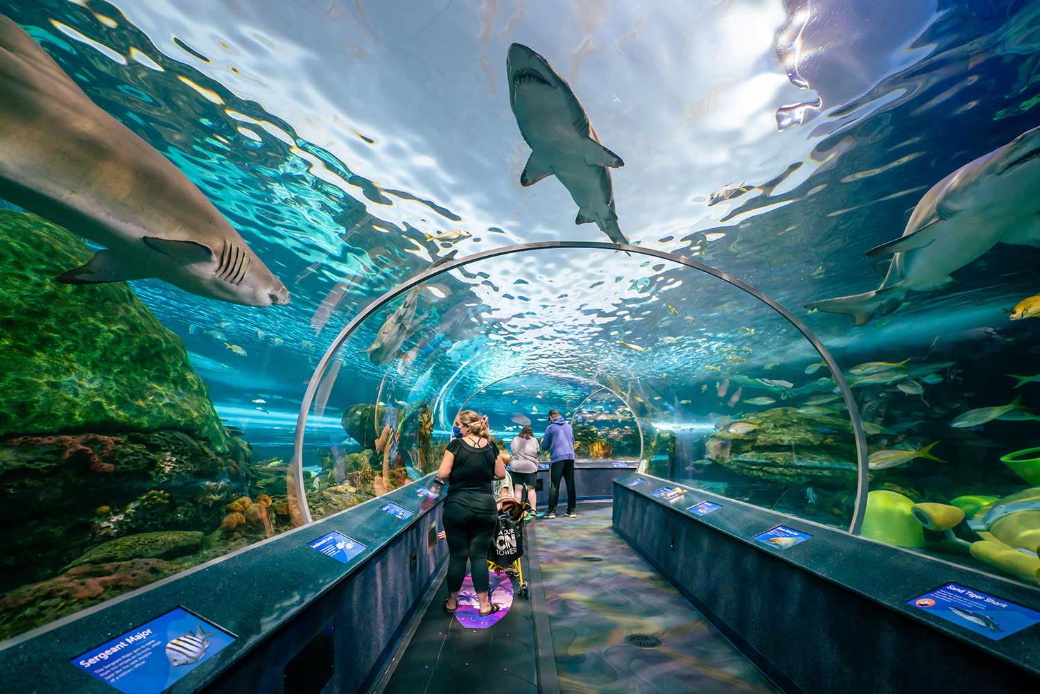 Things To Do https://heavenscabins.icnd-cdn.com/images/thingstodo/Aquarium.jpg