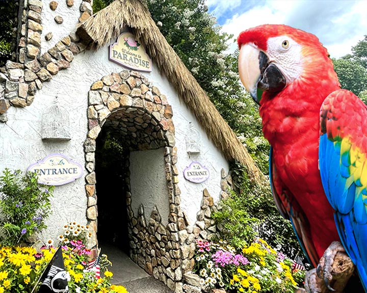 Things To Do https://heavenscabins.icnd-cdn.com/images/thingstodo/Parrot-Mountain-Pigeon-Forge-copy.jpg